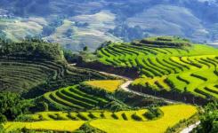 VIETNAM COMPANY REGISTRATION - INVESTMENT CERTIFICATE LEGAL SERVICE